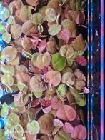 Phyllanthus Fluitans. Locatie Heerlen NL, Overige typen, Zoetwatervis, Schoolvis