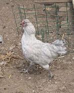 Gratis af te halen. Mooie jonge lavendel Araucana haan, Dieren en Toebehoren, Mannelijk, Kip