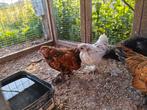 Ukkelse baardkriel haantjes, Dieren en Toebehoren