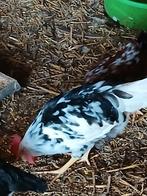 Bonte leghorn haantjes, Mannelijk, Kip