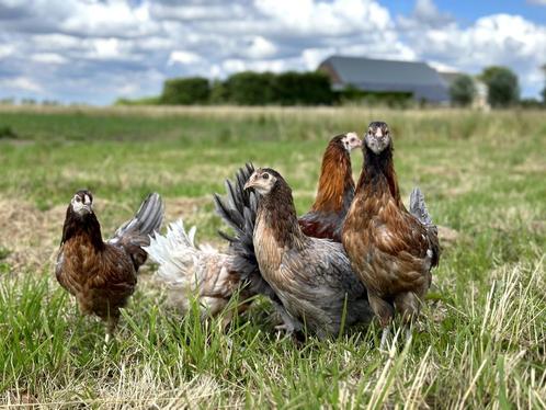 Prachtige araucana kippen met staart, gesekst en ingeënt, Dieren en Toebehoren, Pluimvee, Kip, Vrouwelijk