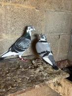 Duiven ,2024/2025, Dieren en Toebehoren