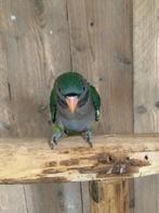 Derbyan parkiet tam, Dieren en Toebehoren, Vogels | Parkieten en Papegaaien, Meerdere dieren, Parkiet, Geringd