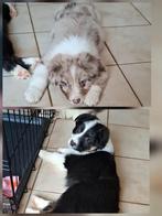 Lieve Australische herder pups op boerderij ouders aanwezig, Dieren en Toebehoren, België, CDV (hondenziekte), 8 tot 15 weken