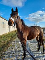 9 jarige Casall  Colman merrie te koop, Jument, Cheval de saut, Vermifugé, 7 à 10 ans