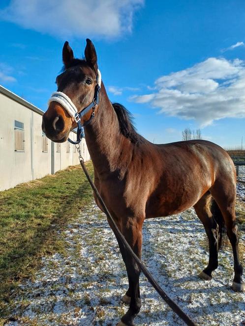 9 jarige Casall  Colman merrie te koop, Animaux & Accessoires, Chevaux, Jument, 7 à 10 ans, Cheval de saut, Avec pedigree, Avec puce électronique