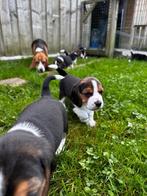 Beagle pups, Dieren en Toebehoren, Honden | Beagles, Bassets en Lopende honden, België, Beagle, Fokker | Hobbymatig, CDV (hondenziekte)