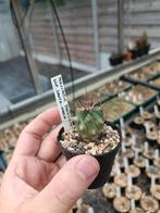 cactus Ferocactus peninsulae ssp. santa-maria, Maison & Meubles, Plantes d'intérieur, Cactus, Enlèvement ou Envoi