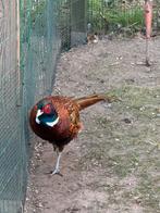 Bosfazant haan, Dieren en Toebehoren