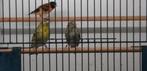 1-1 elzensijs 2020 spl. ino topaas, Dieren en Toebehoren, Meerdere dieren, Wildzangvogel, Geringd