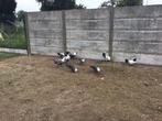 Zilverbrakel hanen, Dieren en Toebehoren, Pluimvee, Mannelijk, Kip