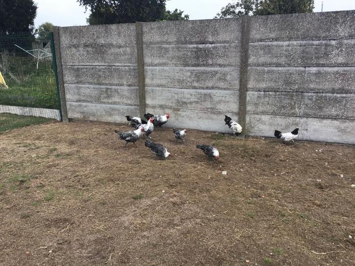 Zilverbrakel hanen, Dieren en Toebehoren, Pluimvee, Kip, Mannelijk