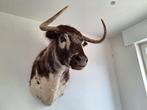 Opgezette runds kop, Verzamelen, Dierenverzamelingen, Ophalen, Nieuw, Boerderijdier, Gewei of Kop
