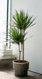 Dracaena, Huis en Inrichting, Kamerplanten, Ophalen
