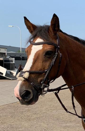 Hoofdstel met Mexicaanse neusriem FULL beschikbaar voor biedingen