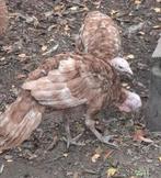 2 rode ardenner hanen: supergezond en raszuiver, Dieren en Toebehoren