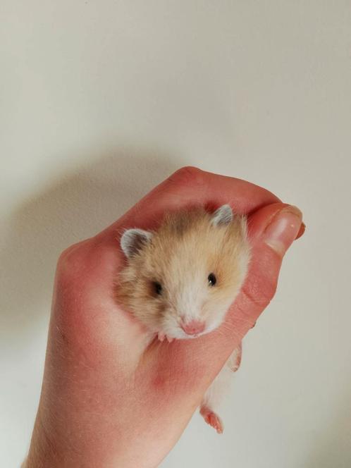 Nestje Syrische hamsters, Animaux & Accessoires, Rongeurs