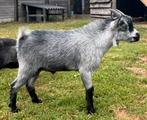 Dwerggeit,  bokje, blauwschimmel,, Dieren en Toebehoren