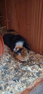 Cavia US teddy beertje, Dieren en Toebehoren, Knaagdieren, Mannelijk, Cavia