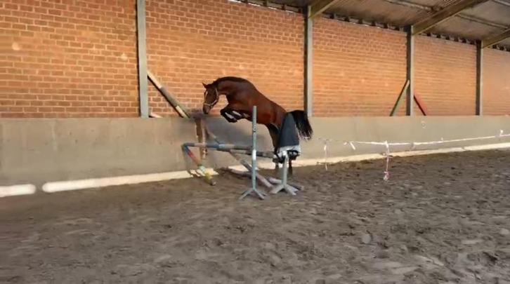 Gute junge Pferde, Dieren en Toebehoren, Paarden, Merrie, Onbeleerd, 160 tot 165 cm, 0 tot 2 jaar, Springpaard, Met stamboom, Gechipt