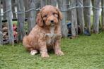 Prachtige Cockapoo pups, Dieren en Toebehoren, België, Overige rassen, CDV (hondenziekte), 8 tot 15 weken