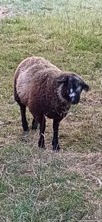 Swifter texel schaap, Mannelijk, Schaap, 0 tot 2 jaar