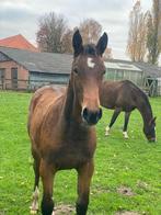 DRUMMER TN (DIAMANT DE SEMILY x CHIN CHIN) x NAMELUS R, Dieren en Toebehoren, Paarden, Merrie, Springpaard, Minder dan 160 cm