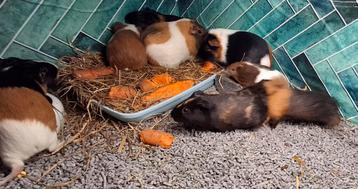 12 tal cavia's zoeken nog nieuw thuis disponible aux enchères