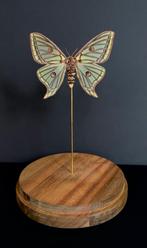 Rare Papilio Graellsia isabellae Femelle d'Espagne Globe, Insecte, Animal empaillé, Enlèvement ou Envoi, Neuf
