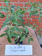 Bio tomaten planten à 1€ of 3 voor 2€, Ophalen