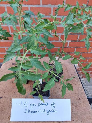 Bio tomaten planten à 1€ of 3 voor 2€