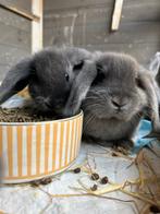 Nederlandse Hangoor konijn, Dieren en Toebehoren, Konijnen, Hangoor
