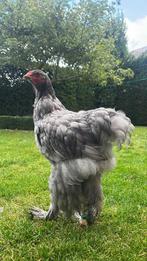 Brahma blauw groothoender haan, Dieren en Toebehoren, Pluimvee, Mannelijk, Kip