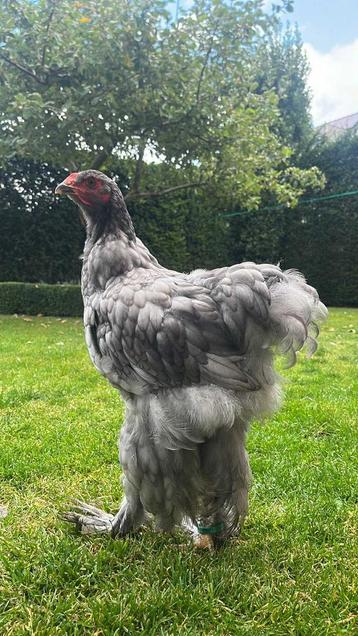 Brahma blauw groothoender haan beschikbaar voor biedingen