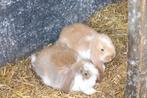 Jonge Franse hangoorkonijntjes, Meerdere dieren, Groot, Hangoor, 0 tot 2 jaar