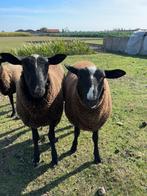 Zwartbles bokken (schapen) – maart 2024, Dieren en Toebehoren, Schapen, Geiten en Varkens, Mannelijk, Schaap, 0 tot 2 jaar
