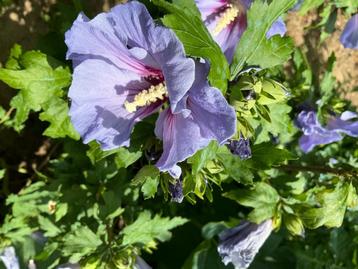 Lot de 10 hibiscus  pour jardins grands et moyens disponible aux enchères