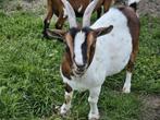 Moedergeit, Dieren en Toebehoren, Geit