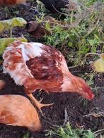 Jonge haan 22weken. Kruising olijflegger x Wyandotte, Dieren en Toebehoren, Pluimvee