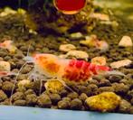 Calceo OE caridina garnalen met oranje ogen, Dieren en Toebehoren, Vissen | Aquariumvissen, Kreeft, Krab of Garnaal