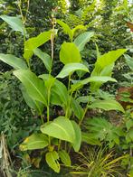 Canna turckheimmii, Tuin en Terras, Ophalen
