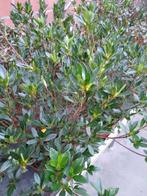 azalea japonica te koop, Jardin & Terrasse, Plantes | Jardin, Enlèvement, Plante fixe