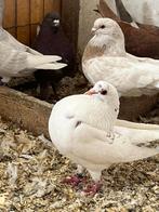 Holle kroppers, Animaux & Accessoires, Oiseaux | Pigeons, Plusieurs animaux, Boulant