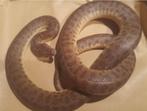 antaresia stimsoni, Dieren en Toebehoren, Reptielen en Amfibieën