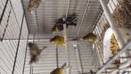 Raza's kanaries, Dieren en Toebehoren