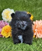 Pomeriaan pomeranian pom pup