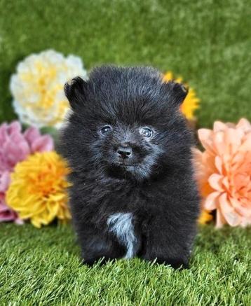 Pomeriaan pomeranian pom pup beschikbaar voor biedingen