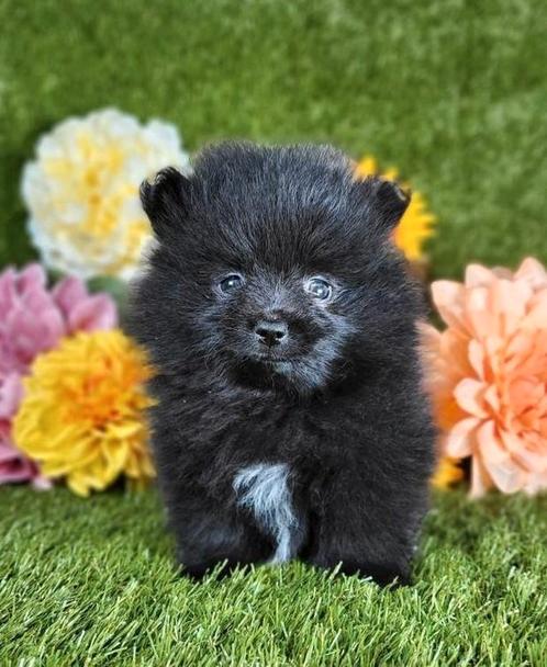 Pomeriaan pomeranian pom pup, Dieren en Toebehoren, Honden | Poolhonden, Keeshonden en Oertypen, Reu, Keeshond, Fokker | Professioneel