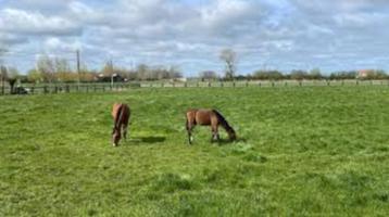 Weide/staling gezocht (buurt Leuven)