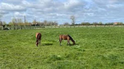 Weide/staling gezocht (buurt Leuven), Dieren en Toebehoren, Pluimvee